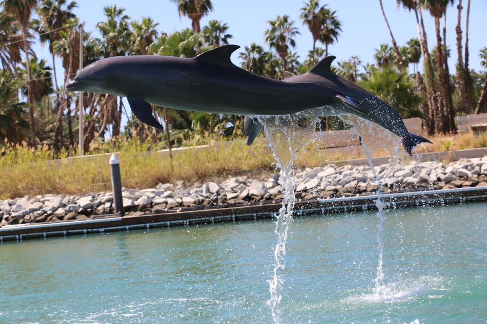 dolphin pool show