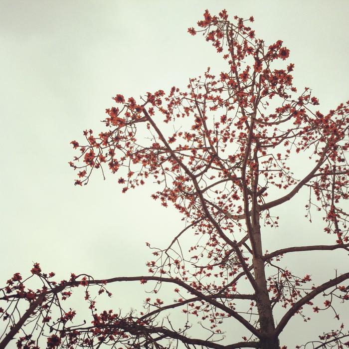 Bombax Ceiba Tree