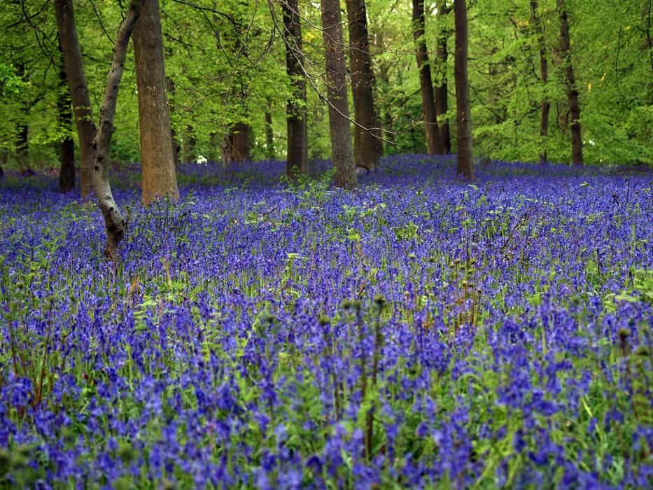 Bluebell Wood In