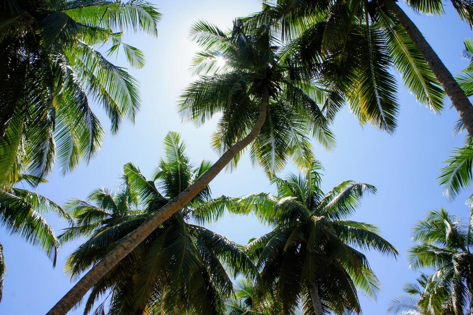Palm Trees Blue Sky