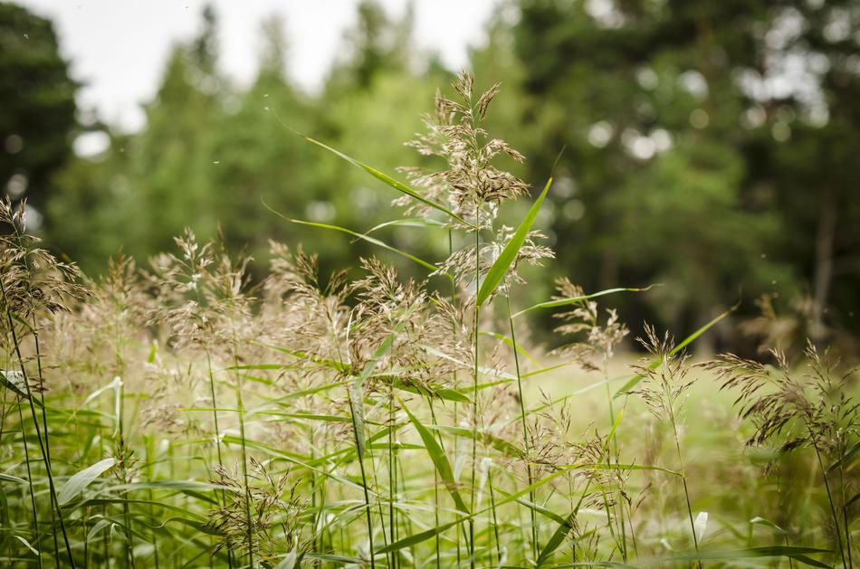 Reed Wetland