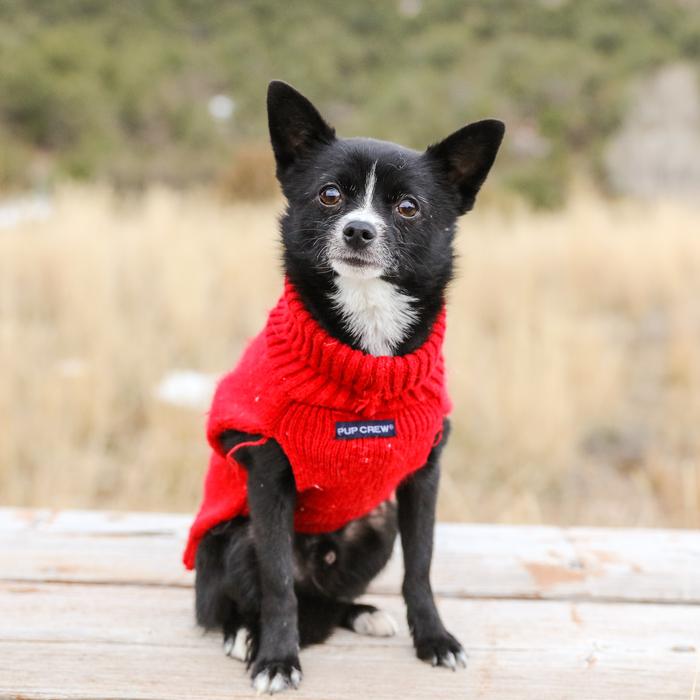 Adorable Dog Pet