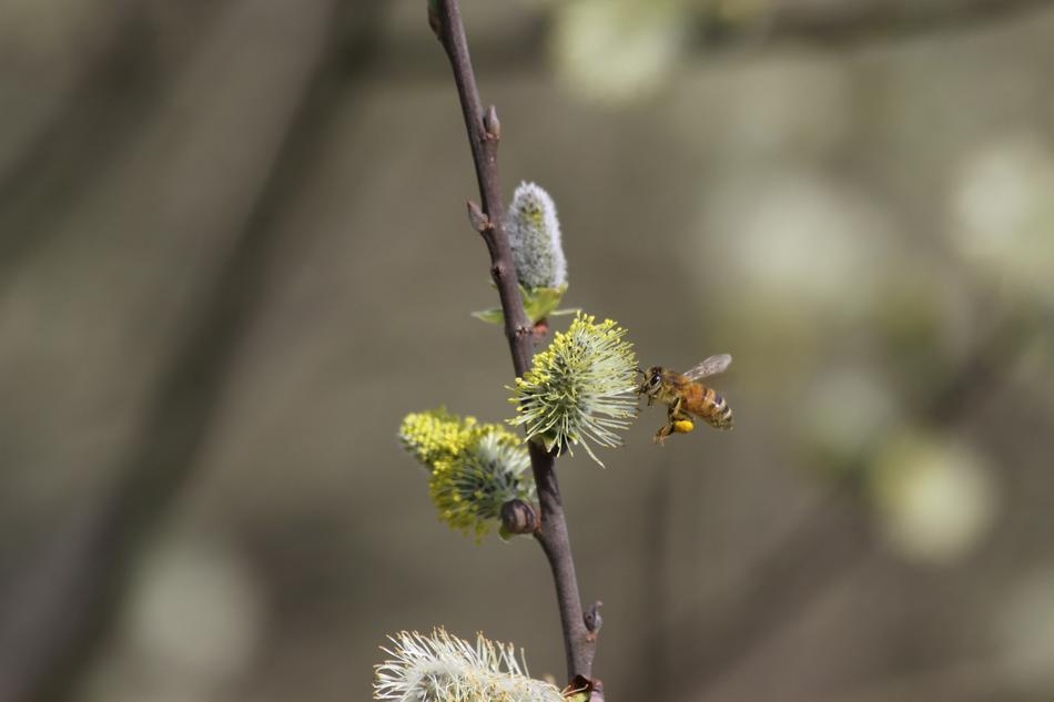 Bee Insect Pollen Close