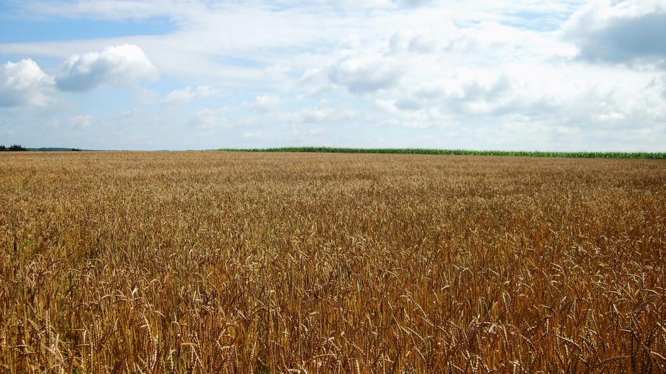 the big wheat field is gorgeous