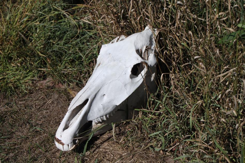 white horse skull by the roadside