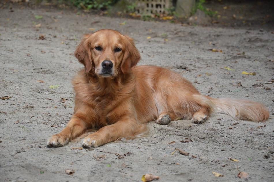 golden dog resting on the sand