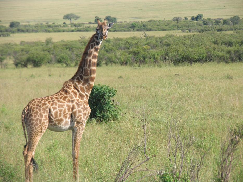 Kenya Giraffe