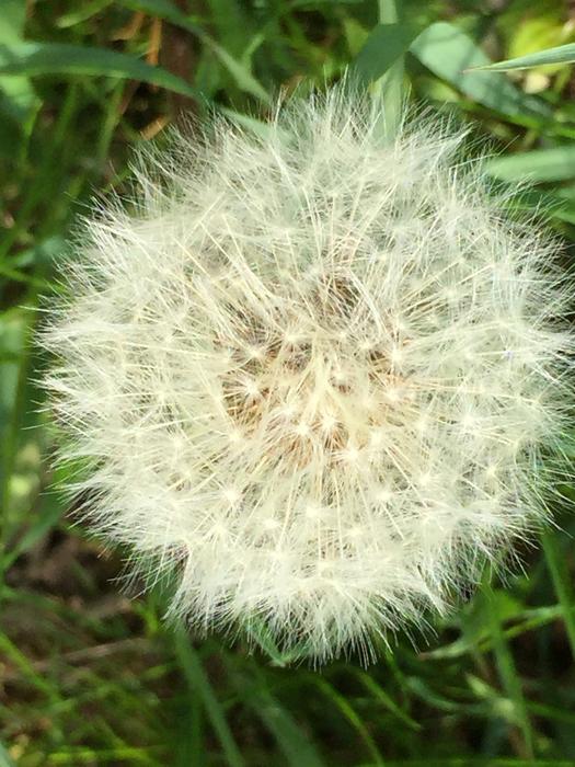 Fluff Dandelion