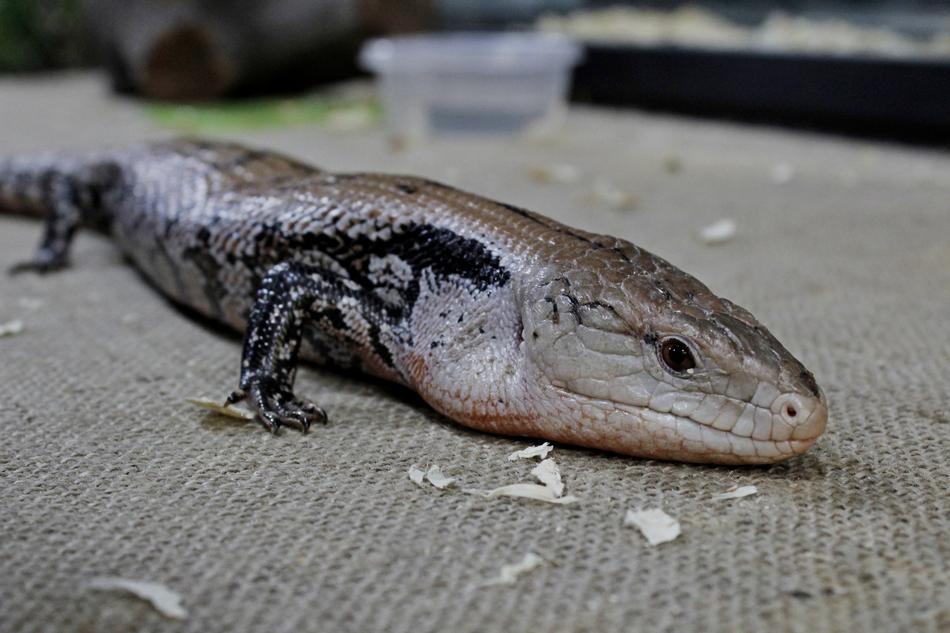 Lizard Animal Reptile