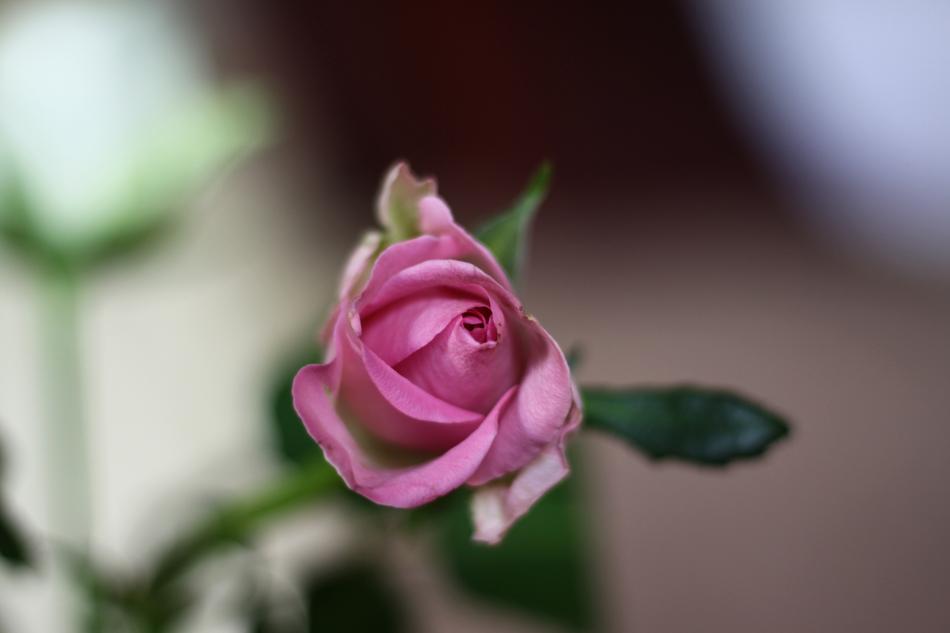 Roses Flowers Pink