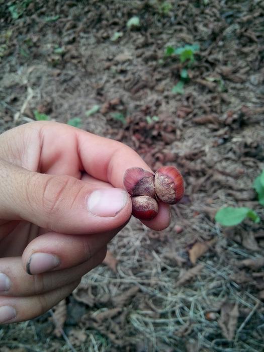 nuts in the human hand