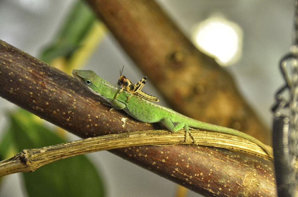 Anolis Carolinensis Carolina Anole