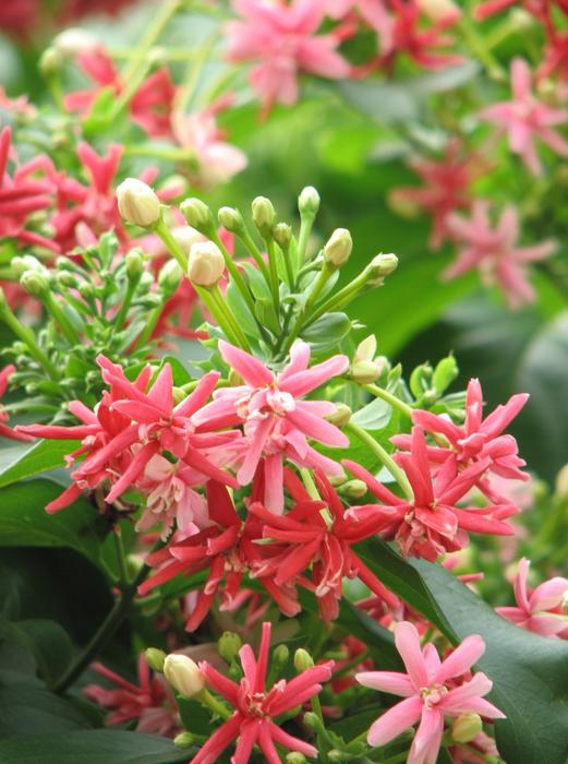 beautiful gorgeous flowers in the garden