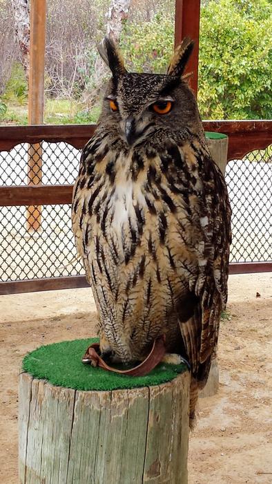 owl with brown eyes on a green log at the zoo