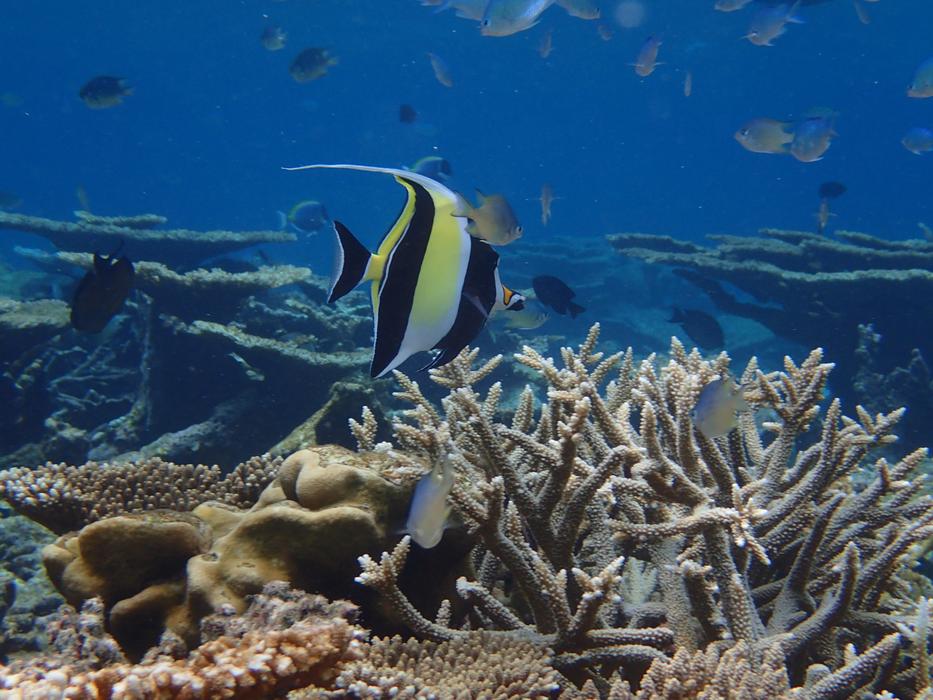 Maldives The Indian Ocean