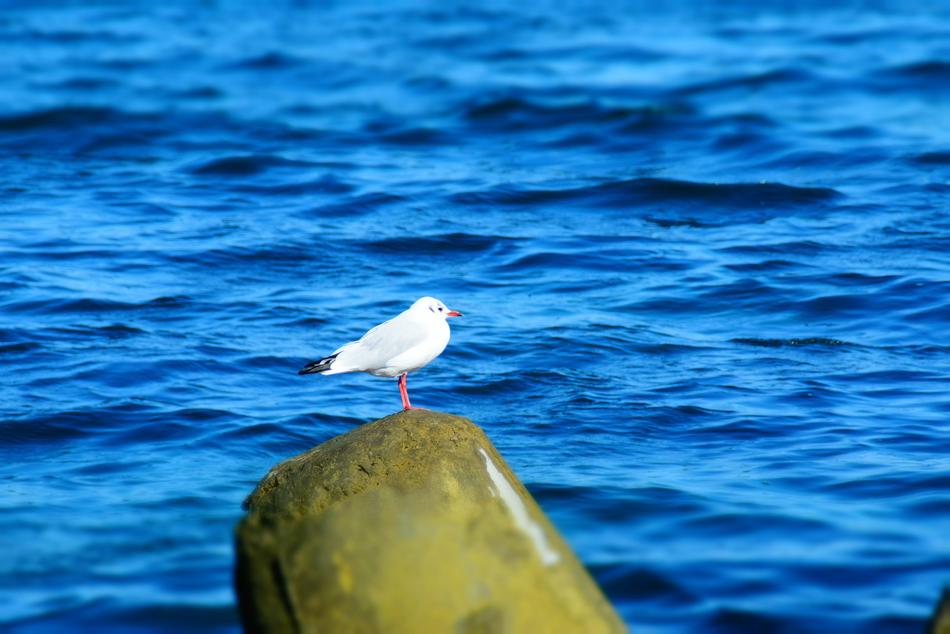 Gull Bird blue Sea