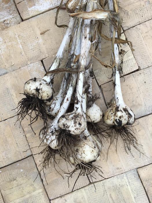 Garlic Elephant Harvesting