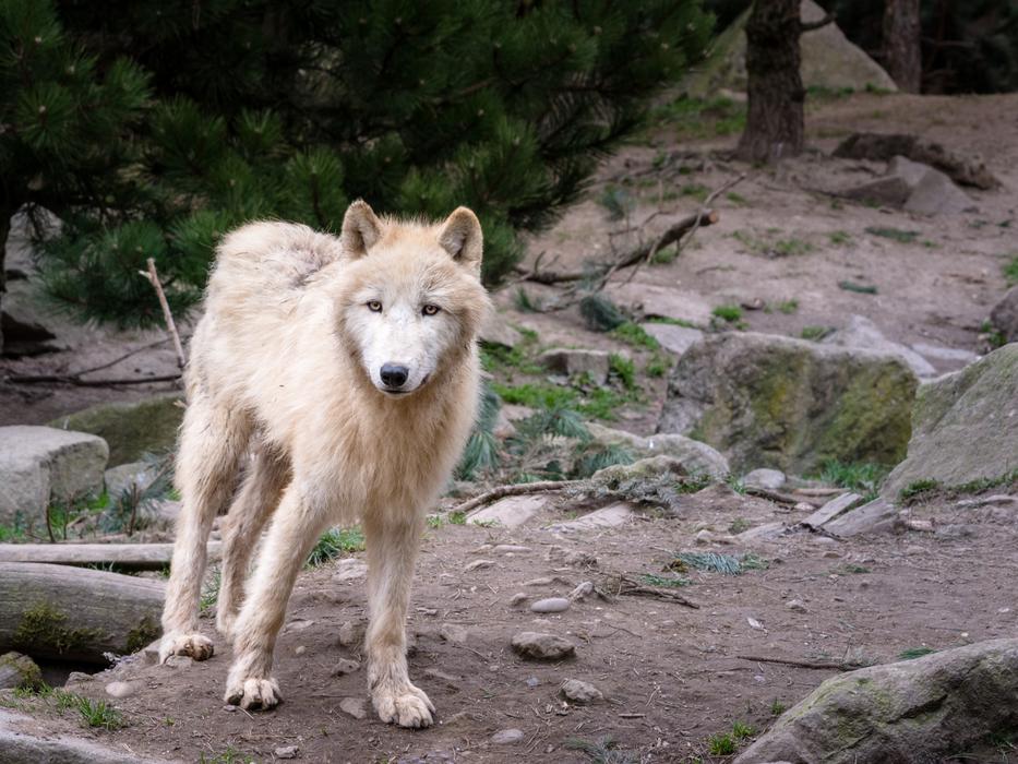 wolf walking in the woods