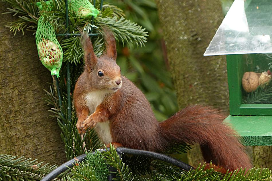 Animal Squirrel Sciurus Vulgaris
