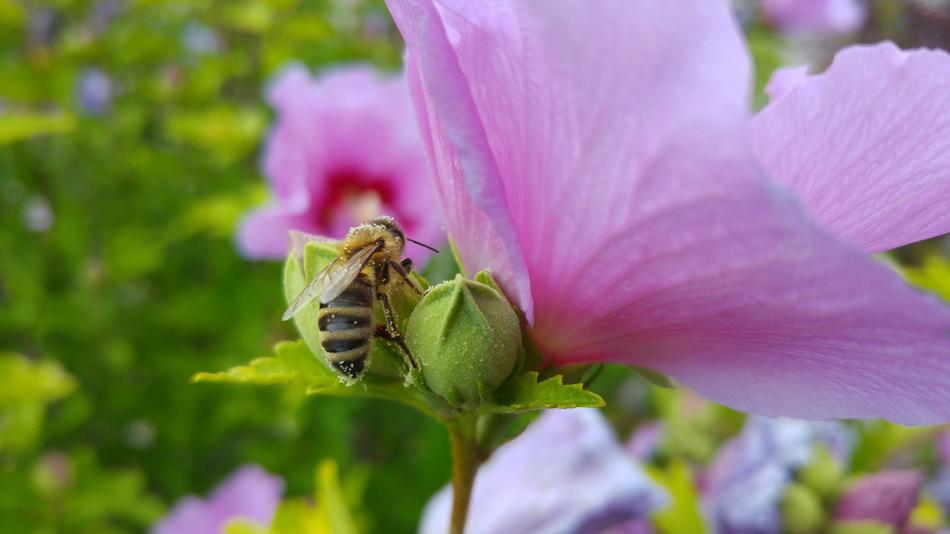 Bee Pollen