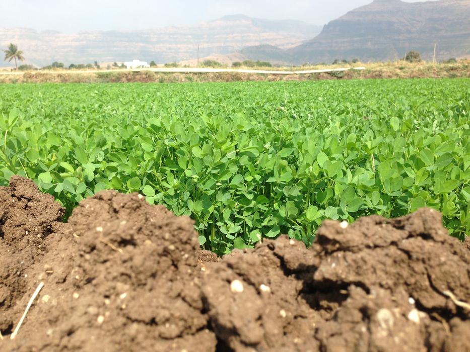 Farm Soil