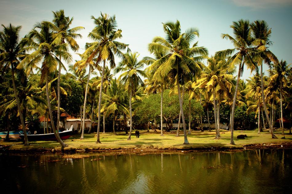 palm trees by the lake landscape