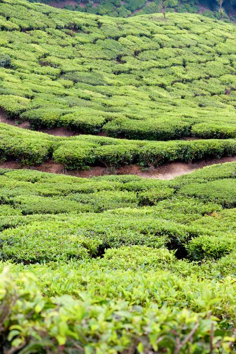 Tee Tea Plantation India