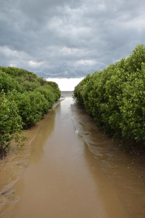 Mangrove Forest Water Recreation