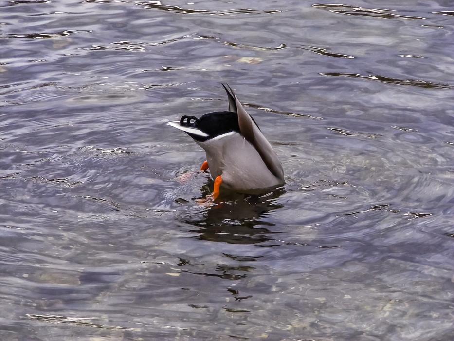 Duck Drake Pond