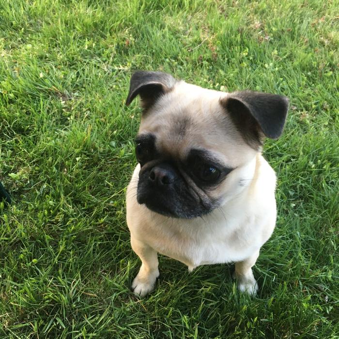 Pug Fawn In Grass Young