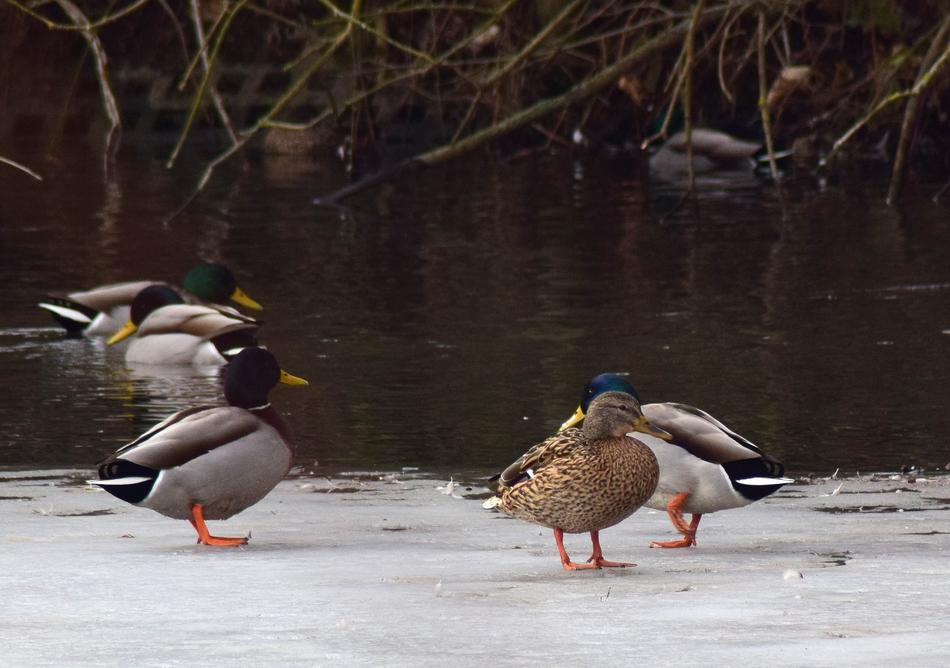 Frozen Pond Ducks Water Bird