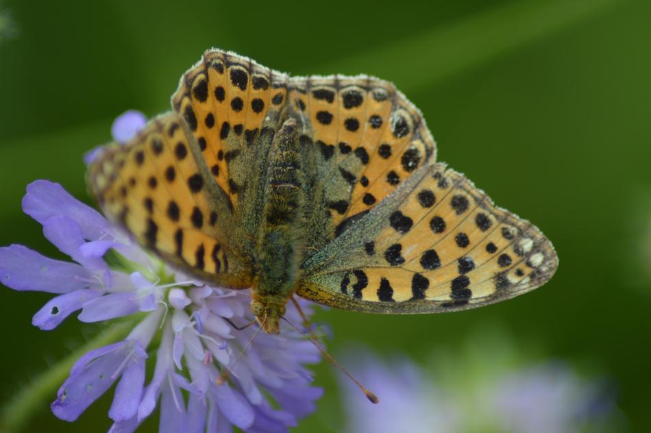 butterfly with dots on its wings