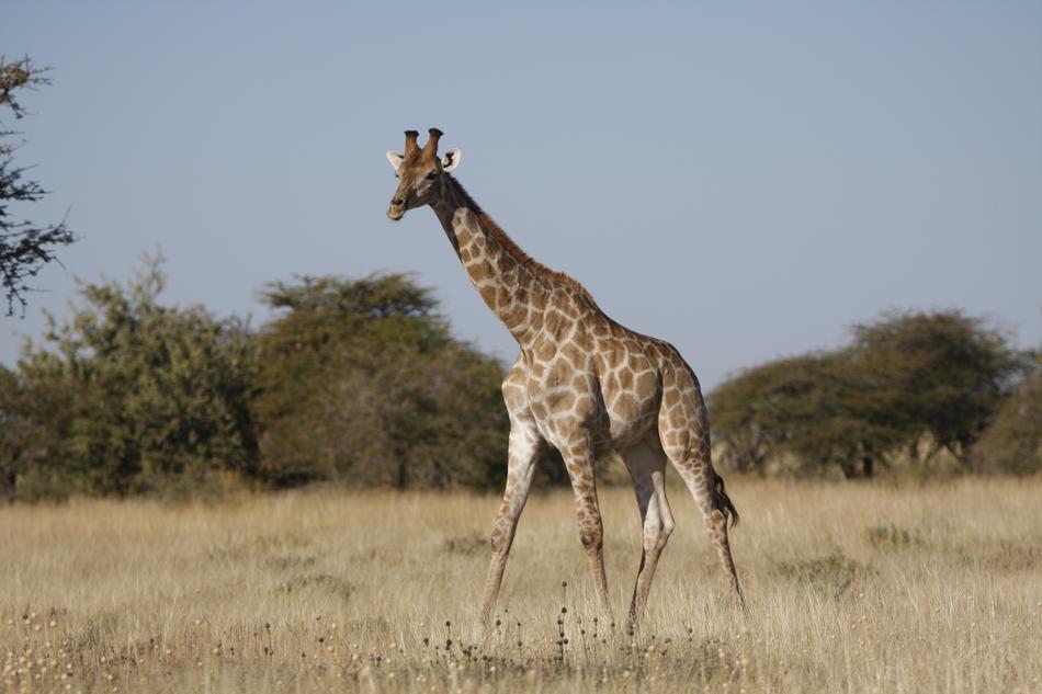 Giraffe Wild After South