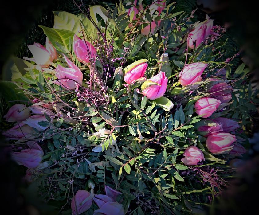 pink tulips bouquet