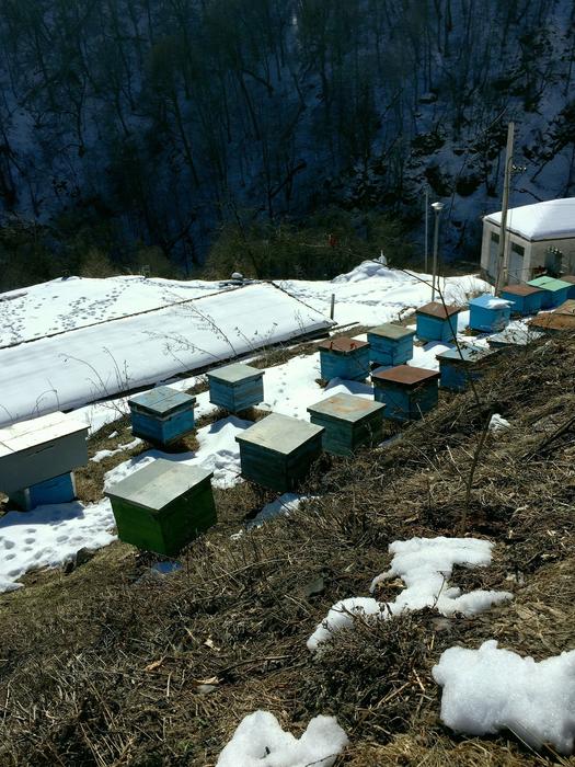 Apiary In The Mountains