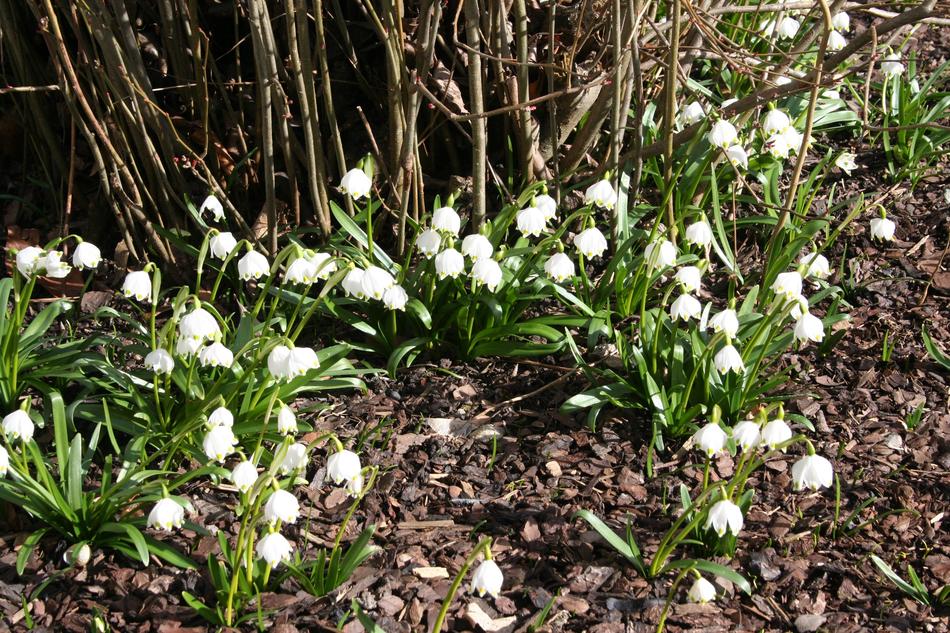 snowdrops earth garden beautiful