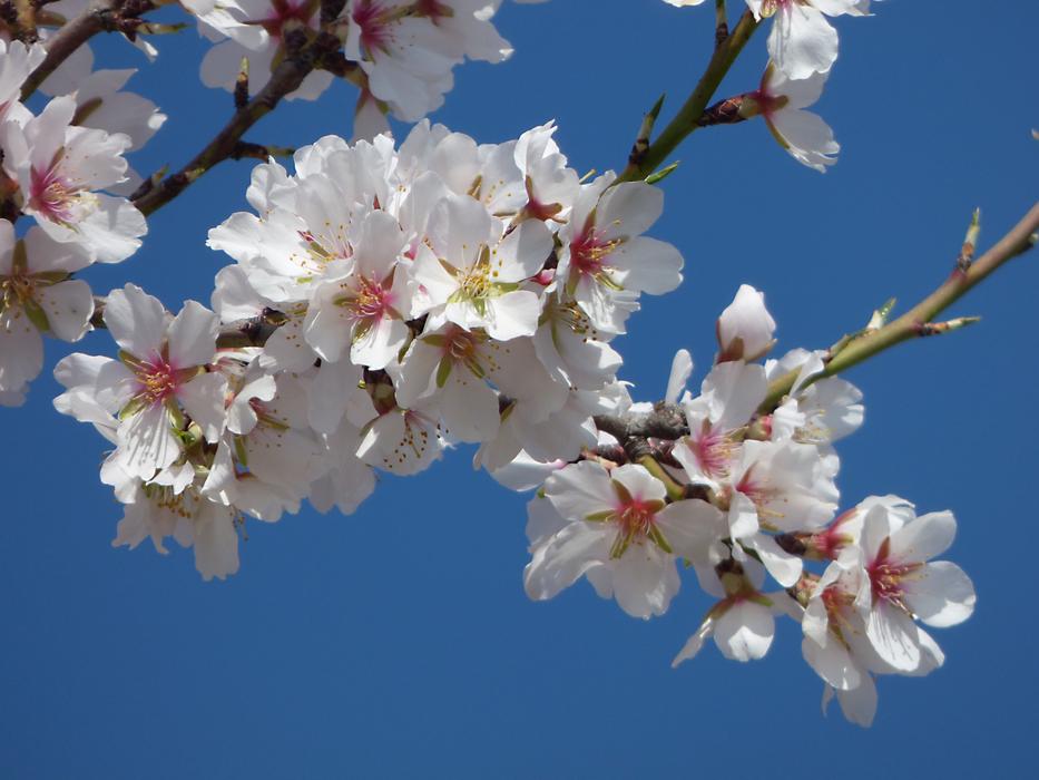 Almond Flower Tree Flowery