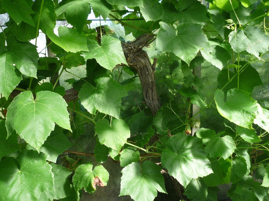 Age Ivy Climber