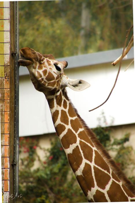 Beautiful and cute, brown and white, tall giraffe in the zoo