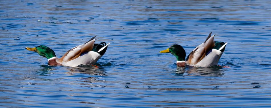 Animals Ducks Water Bird