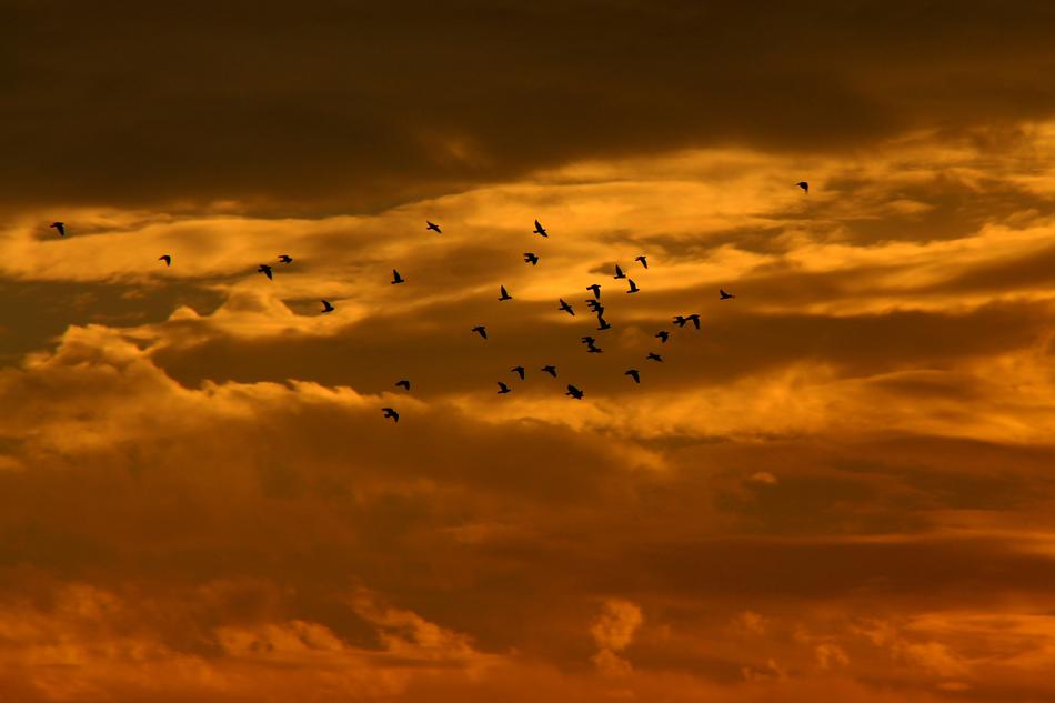 birds flying on Sunset Sky