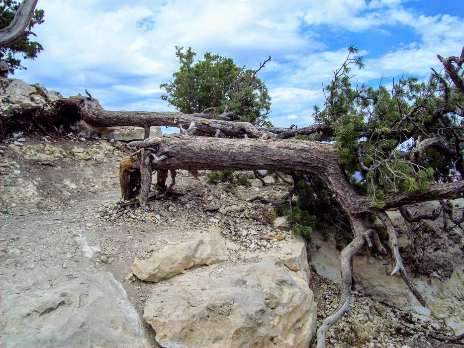 Journey Grand Canyon Summer