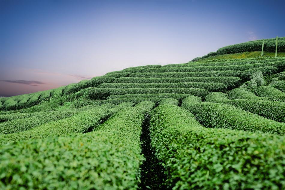Moc Chau Tea Hills