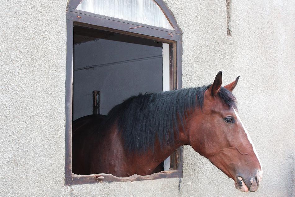 The Horse Head Of A