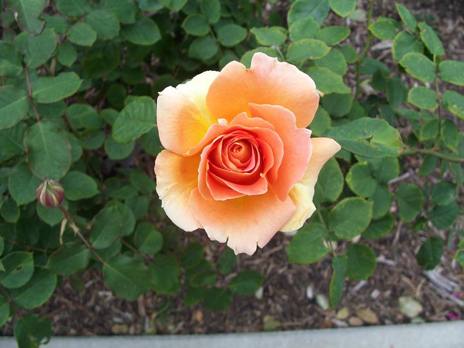 Peach Rose