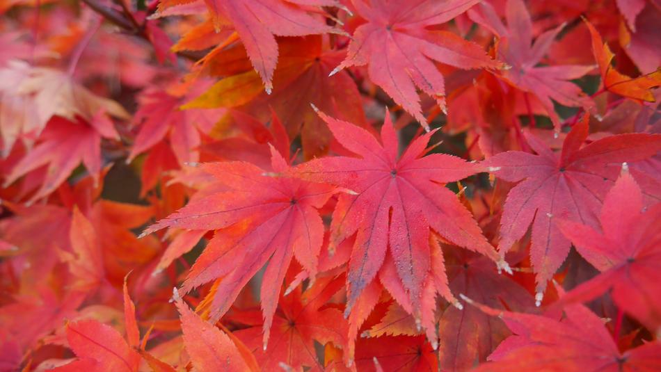 Colour Trees South Korea Autumn