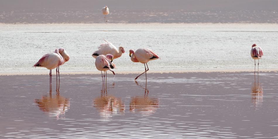 cute flamingos in the lake