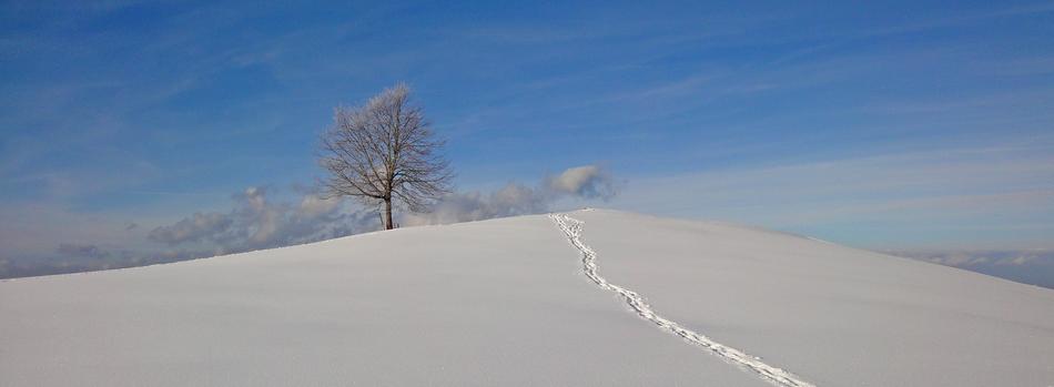 Winter Tree Snow