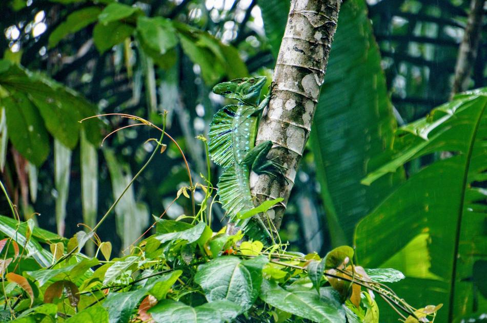 log in plants panorama