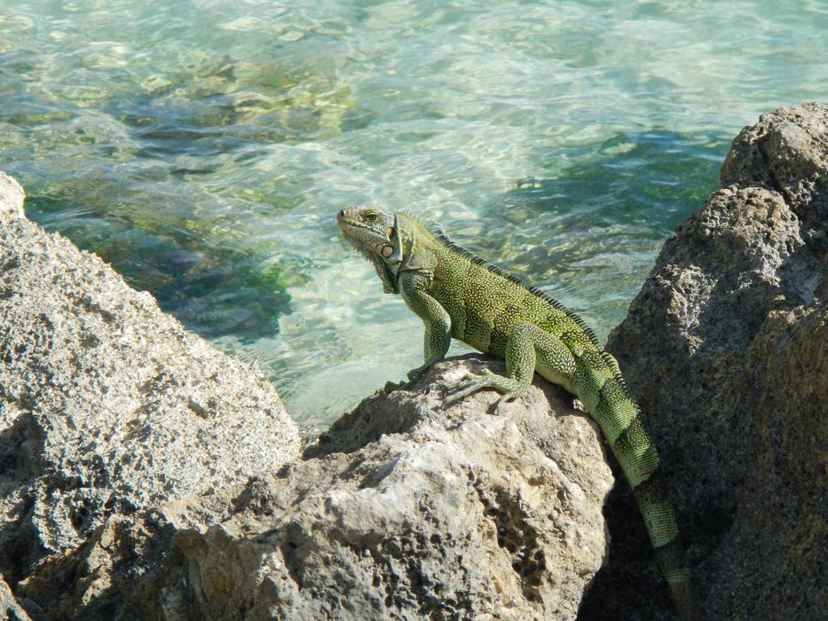 Iguana Guadeloupe